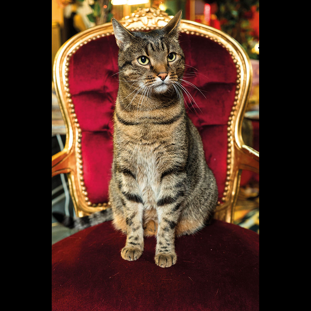 Das Buch: Sombali - Prinz von Mus-Cat