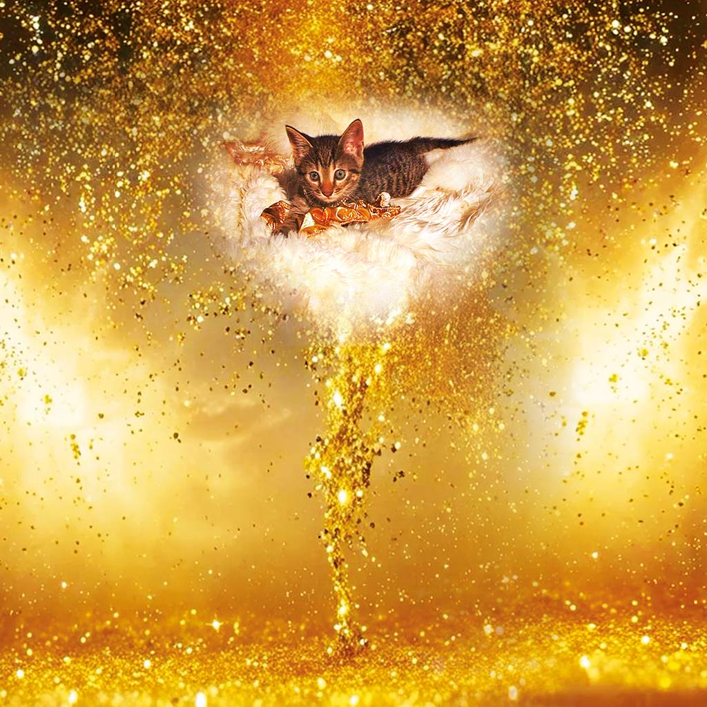 Das Buch: Sombali - Prinz von Mus-Cat